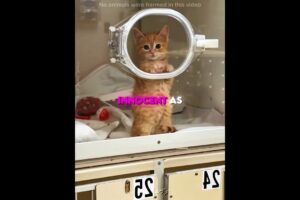 Cute Kitten Hoping to be Adopted 🐱❤️