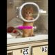 Cute Kitten Hoping to be Adopted 🐱❤️