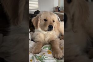 Cute Puppies Compilation 🐶🍼