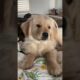 Cute Puppies Compilation 🐶🍼