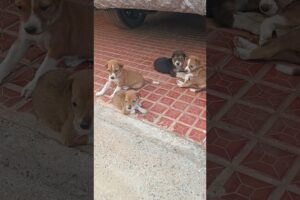 🥺Cute Puppies 😍🐕 #cute #dog #puppies #comedy #viral #puppy #trending #indie #funny #funnypuppy #vlog