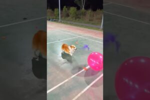 Cute Puppies 🥰♥ super funny Corgi ♥ #shorts #2025
