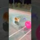 Cute Puppies 🥰♥ super funny Corgi ♥ #shorts #2025