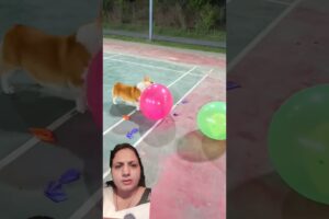 Cute Puppies 🥰♥ super funny Corgi ♥ #shorts​ #2025​ #timelapse #balloon #fun #usa