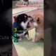 Cute Puppies to melt your Heart #cute #shorts #puppy
