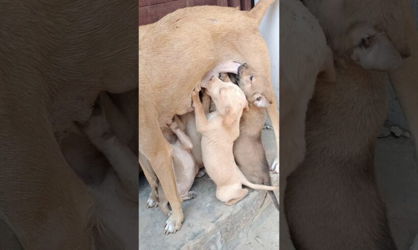 Cute Puppies 🐶 #youtubeshorts #dogsofyoutube #cute #puppy #dog #pets #puppies #animals #dogsvideo