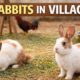 Cute Rabbits Playing in a Village Yard || Rural Farm Animals Life