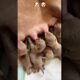 Cute puppies milk time 🐾✨ #puppy #shorts #viralvideo