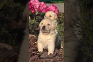 Cute puppies #shorts