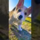 Cute puppies shorts video 🥰🐶🐕 #doggielife #animallife #pets #cute #funny #puppyvideos#puppy #puppies