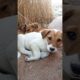 Cute puppies🐾😍🐕#puppy#fyp#fypシ#fypシ゚viral#shorts#shortvideo#shortsfeed#viral#viralvideo#viralshorts