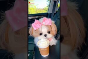 Cutest puppies in the World 🥹