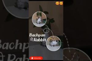 DAY 16 MERA RABBIT (CHIKKA)GIR GYA #animallovers #rabbit #pets #cute #animals #animalfriends