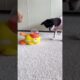 Dog playing peacefully #animals #dog