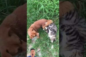 Dogs playing with cats#animals #shorts #funny #viral #video