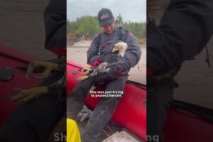 Drowning Bald Eagle Rescued From Choppy Water | The Dodo