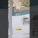 El perrito solo estaba jugando, pero todo empeoró #animals #perros
