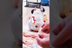 El perro más apestoso del mundo #pets #shorts #cutepets #cute #puppy