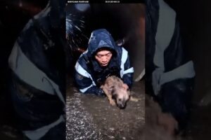 Emotional Animal Rescue Story ❤️ #viral #foryou