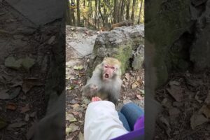 Even With a Wounded Face… He Still Fights Every Day 🐒💔#monkey #shorts