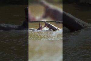 Every Animal Fights for Turf