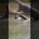 Every Animal Fights for Turf