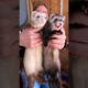 Ferret Claw Clipping: Travel Pillow Hack #shorts
