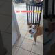 Funny Dog Really Wants To Play Peekaboo! 😅🐾