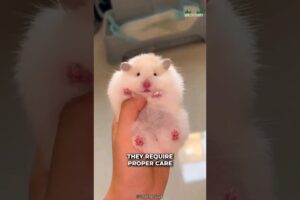 Hamsters | Are They Great Pets?