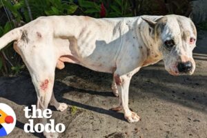 He Only Had A Coconut To Play With, Now He Gets A Toy Shopping Spree | The Dodo