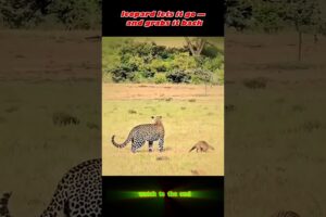 He Played With It…#trending #animals #wildlife #youtube #shorts #hyena #mongoose #leopard #viral