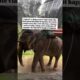 Help rescue Nam Chok! 🐘 After decades in chains, she can finally live free ❤️Donate via PayPal link