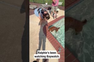 Hero dog rescues frog! 😆 #shorts #pets