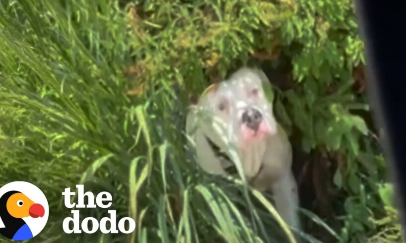 Homeless Pittie Tied To A Bush Plays With Kids For The First Time | The Dodo