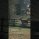 How a Massive Elk Showed Kindness to These Tiny Dogs #animals #compassion #heartwarming