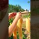 How do people in China make household items out of dried Luffa (Turai) ?