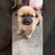 I rescued a puppy that had accidentally fallen into aroadside drain and then   #rescue #animals #usa