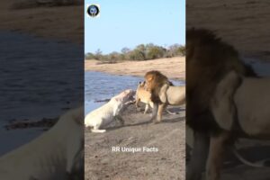 In A Fight Between A Lion And A Polar Bear, Who Would Win?