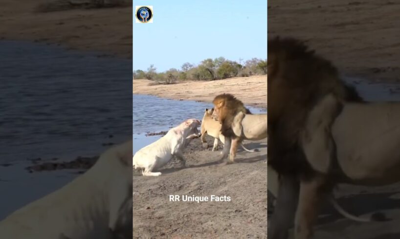 In A Fight Between A Lion And A Polar Bear, Who Would Win?
