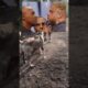 Kangal Vs Angry Pitbull! (🎥 conectacan)