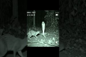 King Cobra vs Mongoose 🐍🦦 Fastest Fight in the Forest | Real CCTV Clip