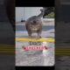 Kitty is thicker than a Snicker! || 😻😂😻 #shorts Funny cats!