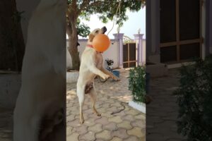 Lakdi ki Kathi 💚🤗🐕#dog shorts #dog playing with balloon #part 46