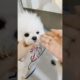 Little Girl’s Adorable Daily Routine With Her Dog 🐶❤️ #animals #dog #trending #viral  #shorts
