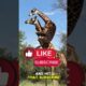MOST SHOCKING ANIMAL FIGHTS… The Truth Behind Giraffe Battles! 🦒⚔️😲