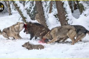 MOST Unbelievable Wolf Attacks Caught on Camera | Animal Fighting
