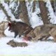 MOST Unbelievable Wolf Attacks Caught on Camera | Animal Fighting