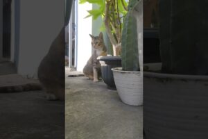 Main di luar rumah #cat #cute