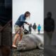 Marine Biologist Work Quickly To Save A Stranded Elephant Seal In Need!
