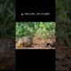 Mehnat vs Loot 😱 | Dung Beetle Story 💩🔥 | #Shorts #wildlife #shortsfeed